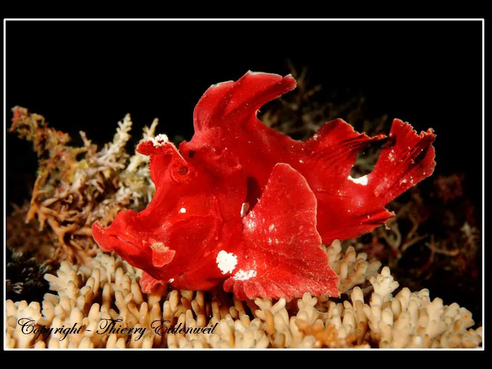 Anilao Macro Dive Media Highlight